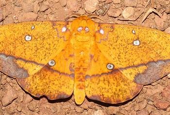 Eacles penelope