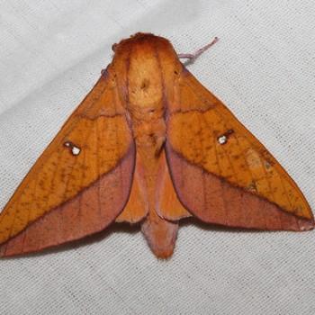 Adeloneivaia boisduvalii
