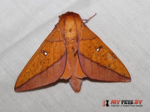 Adeloneivaia boisduvalii