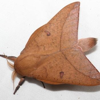 Adeloneivaia subangulata