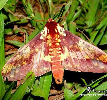 Citheronia phoronea
