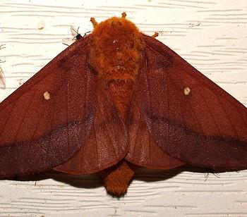 Anisota senatoria