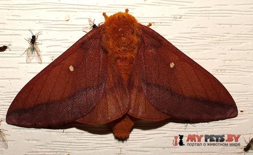 Anisota senatoria