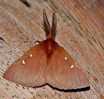 Anthela callispila