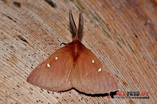 Anthela callispila