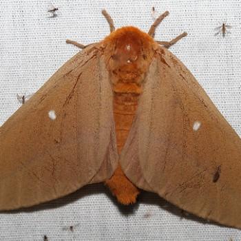 Anisota oslari