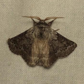 Munychryia senicula