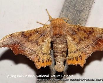 Oberthueria caeca