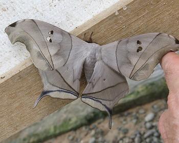 Titaea lemoulti