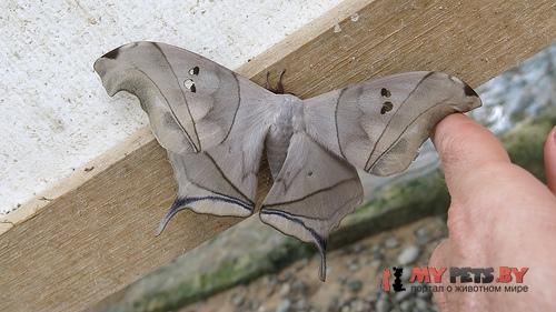 Titaea lemoulti