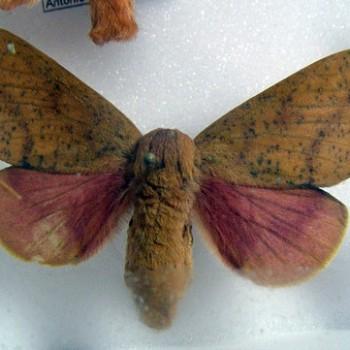 Adeloneivaia isara