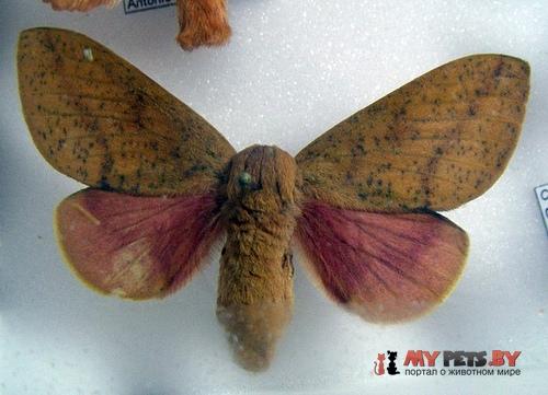 Adeloneivaia isara