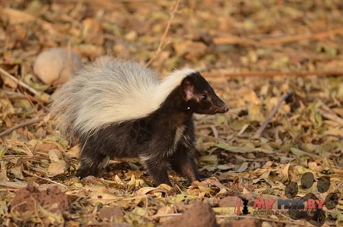 Mephitis macroura
