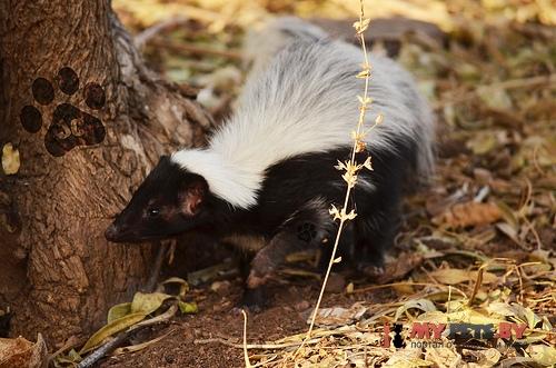 Mephitis macroura