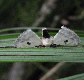 Penicillifera infuscata
