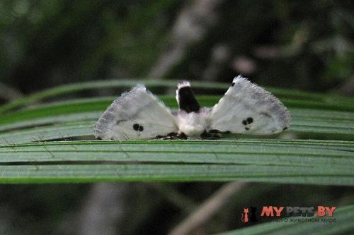 Penicillifera infuscata