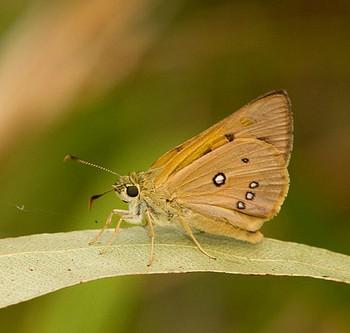 Trapezites eliena