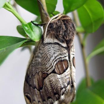 Brahmaea europaea