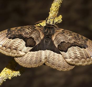 Brahmaea tancrei