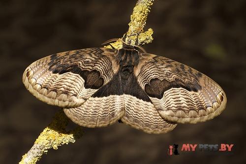 Brahmaea tancrei
