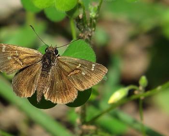 Toxidia parvulus
