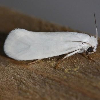 Tegeticula yuccasella