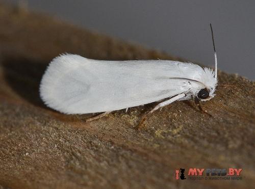 Tegeticula yuccasella