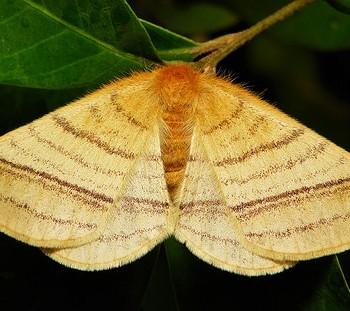 Eupterote lineosa