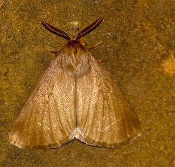 Phyllalia patens