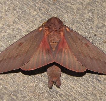 Citheronia sepulcralis