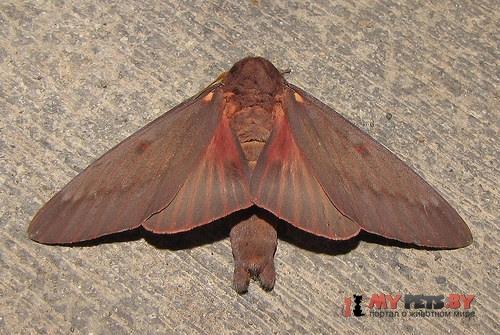 Citheronia sepulcralis