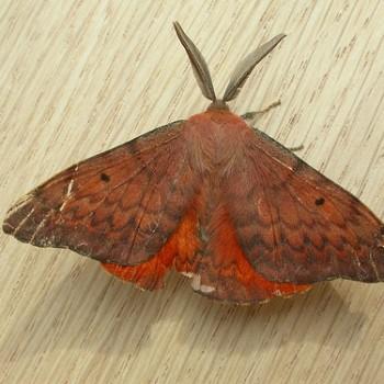 Chenuala heliaspis
