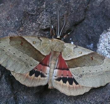 Chelepteryx chalepteryx