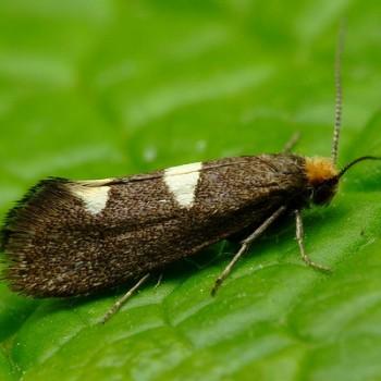 Incurvaria masculella