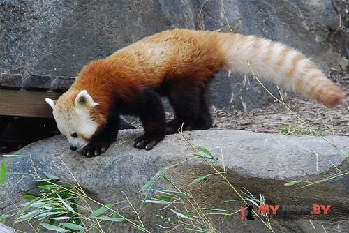 red panda