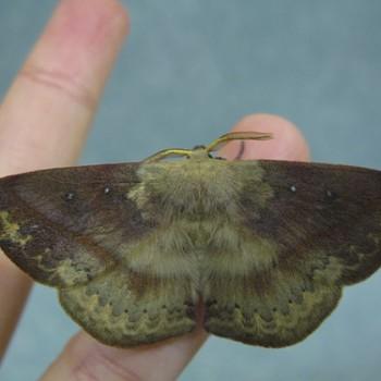 Anthela postica