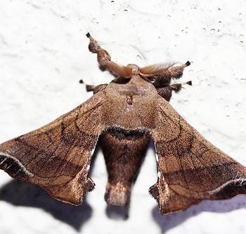 Bombyx mandarina, Дикий шелкопряд