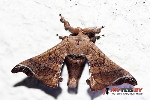 Bombyx mandarina