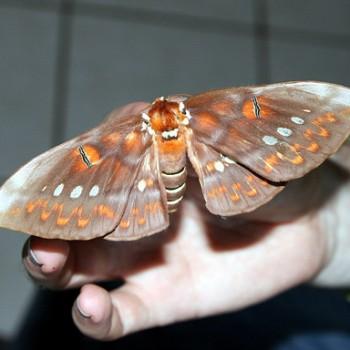 Procitheronia fenestrata