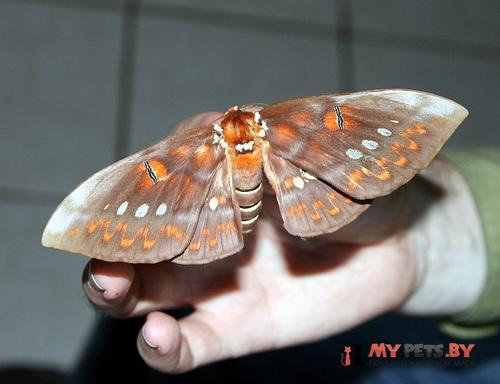Procitheronia fenestrata
