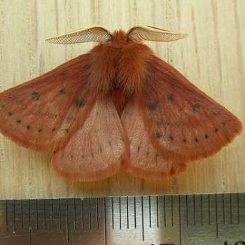 Anthela ferruginosa