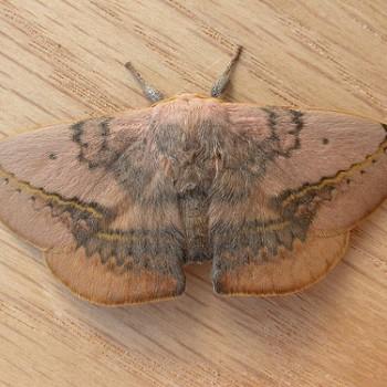 Anthela varia