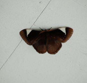 Melanothrix nymphaliaria