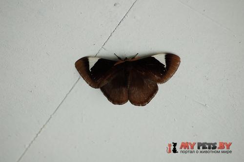 Melanothrix nymphaliaria