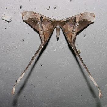 Copiopteryx semiramis
