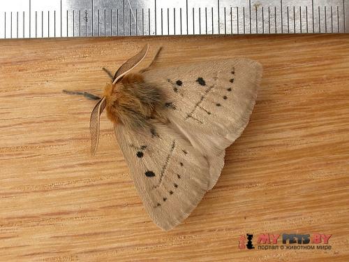 Anthela ocellata