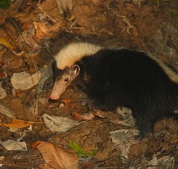 Mydaus javanensis