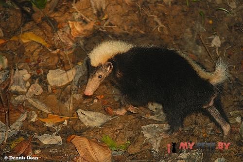 Mydaus javanensis