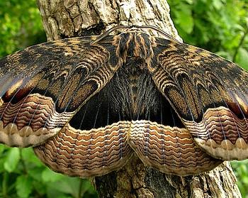 Brahmaea certhia