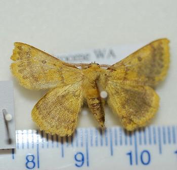 Anthela callixantha